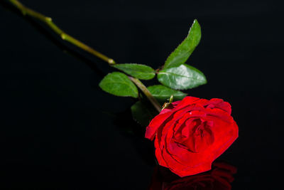 Close-up of red rose against black background