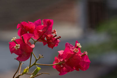 Close-up of pink bougainvillea blooming outdoors