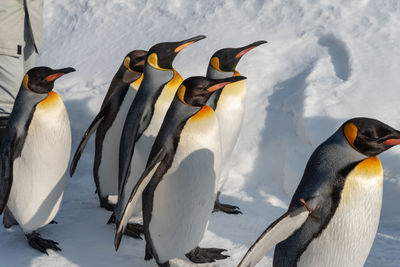 View of birds in snow