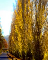 Close-up of yellow autumn tree