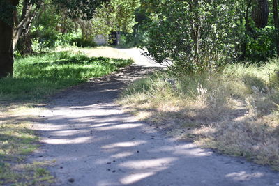 Empty road passing through forest