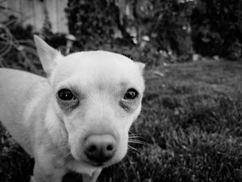 Close-up portrait of dog