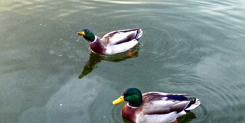 Ducks swimming in lake