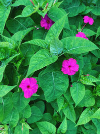 High angle view of pink flowering plant