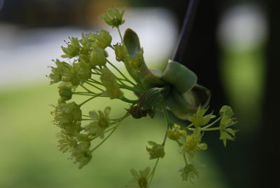 Close-up of flower bud