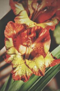 Close-up of orange flowers