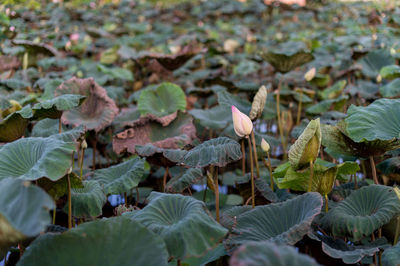 High angle view of flowering plants on field