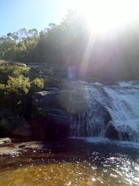 River flowing through forest