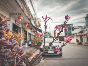 Close-up of pink flowering plant against building