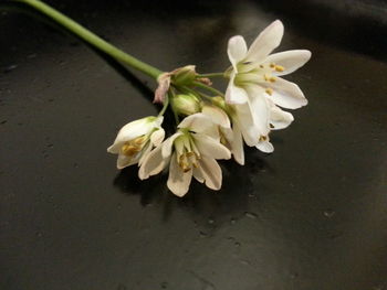 Close-up of white flowers