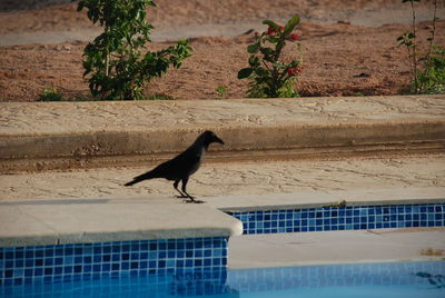 Bird perching on swimming pool