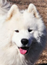 Close-up portrait of dog