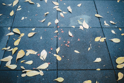 Full frame shot of autumn leaf
