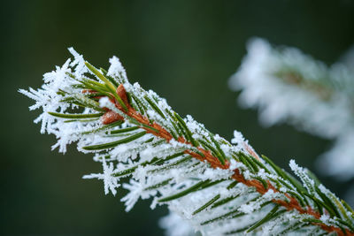 Close-up of frost on branch