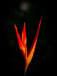 Close-up of orange red flower