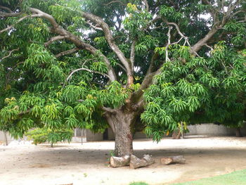 Plants growing on tree trunk