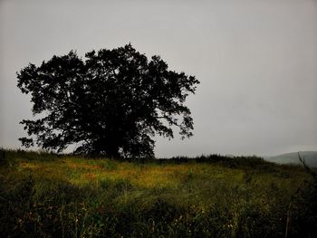 Tree on field against sky