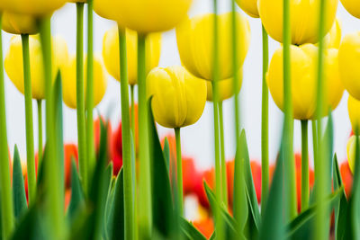 Close-up of yellow tulips