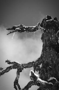 Low angle view of frozen dead tree against sky during winter