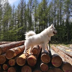 Horse on tree against sky