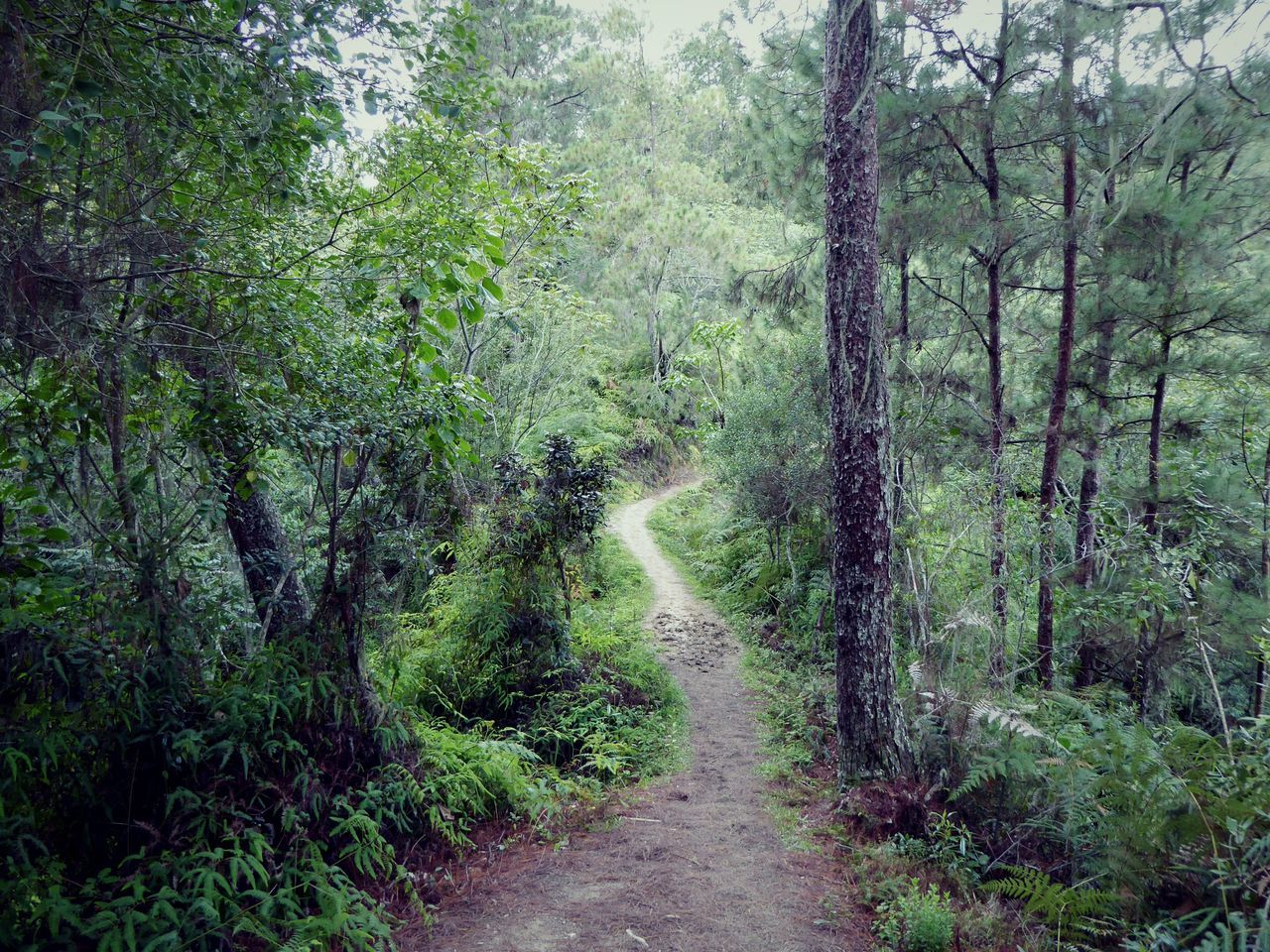 the way forward, tree, diminishing perspective, forest, vanishing point, tranquility, growth, dirt road, nature, tranquil scene, green color, footpath, narrow, transportation, beauty in nature, pathway, road, plant, scenics, lush foliage