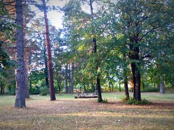 Trees in park