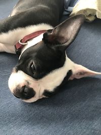 High angle view of dog resting