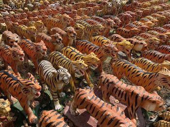 High angle view of zebras on field