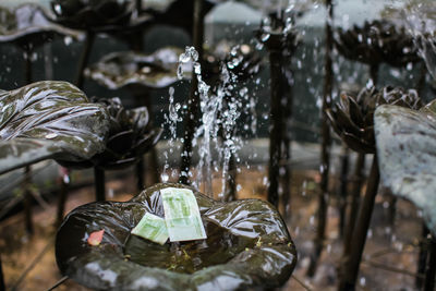 Close-up of currency on wet leaf