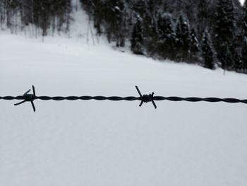 Close-up of barbed wire