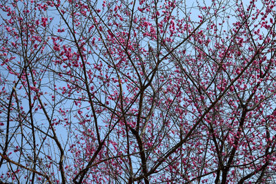 Low angle view of cherry tree against sky