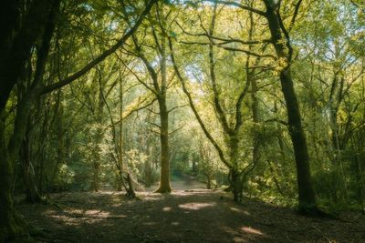 Scenic view of forest