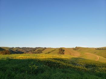 Scenic view of field against clear sky