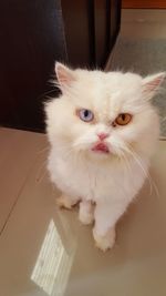 Close-up portrait of white cat at home