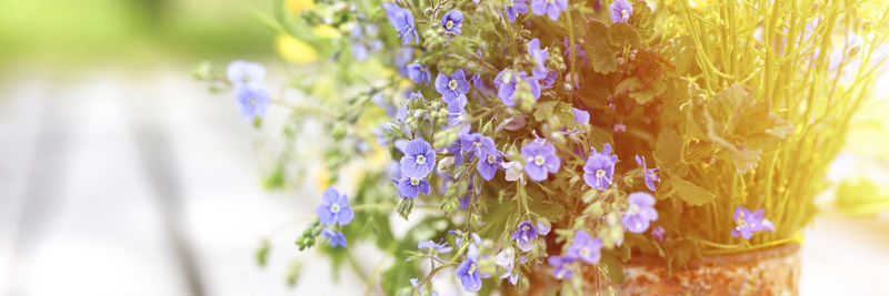 A bouquet of wildflowers of blue daisies and yellow flowers in full bloom in a rusty rustic jar