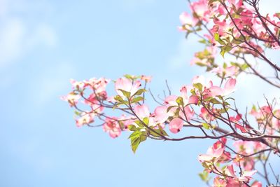 Low angle view of cherry blossoms against sky