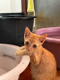 Portrait of ginger cat in bathroom