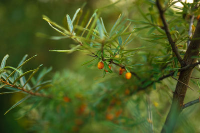 Close-up of plant