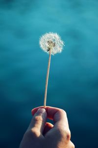 Cropped hand holding dandelion against sky