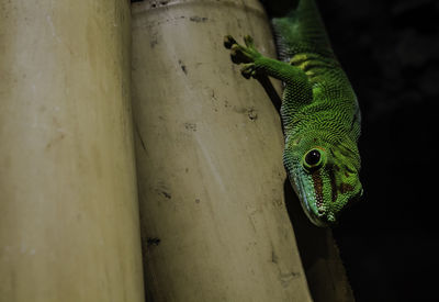 Close-up of lizard on branch