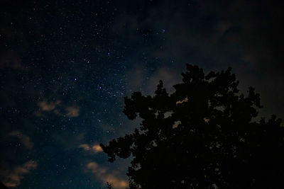 Low angle view of tree against sky at night