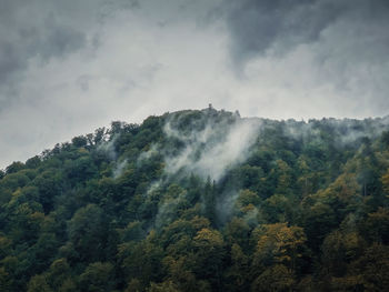 Peaceful fall scene with foggy clouds moving through the mixed forest on the top of a hill