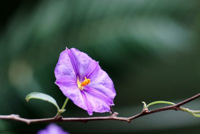 Close-up of pink flowering plant