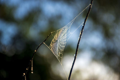 Close-up of water drops on spider web