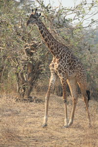 View of a giraffe