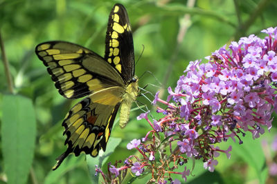 Close-up of butterfly perching on flower