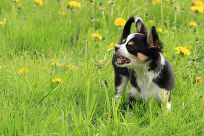 Portrait of a dog on field