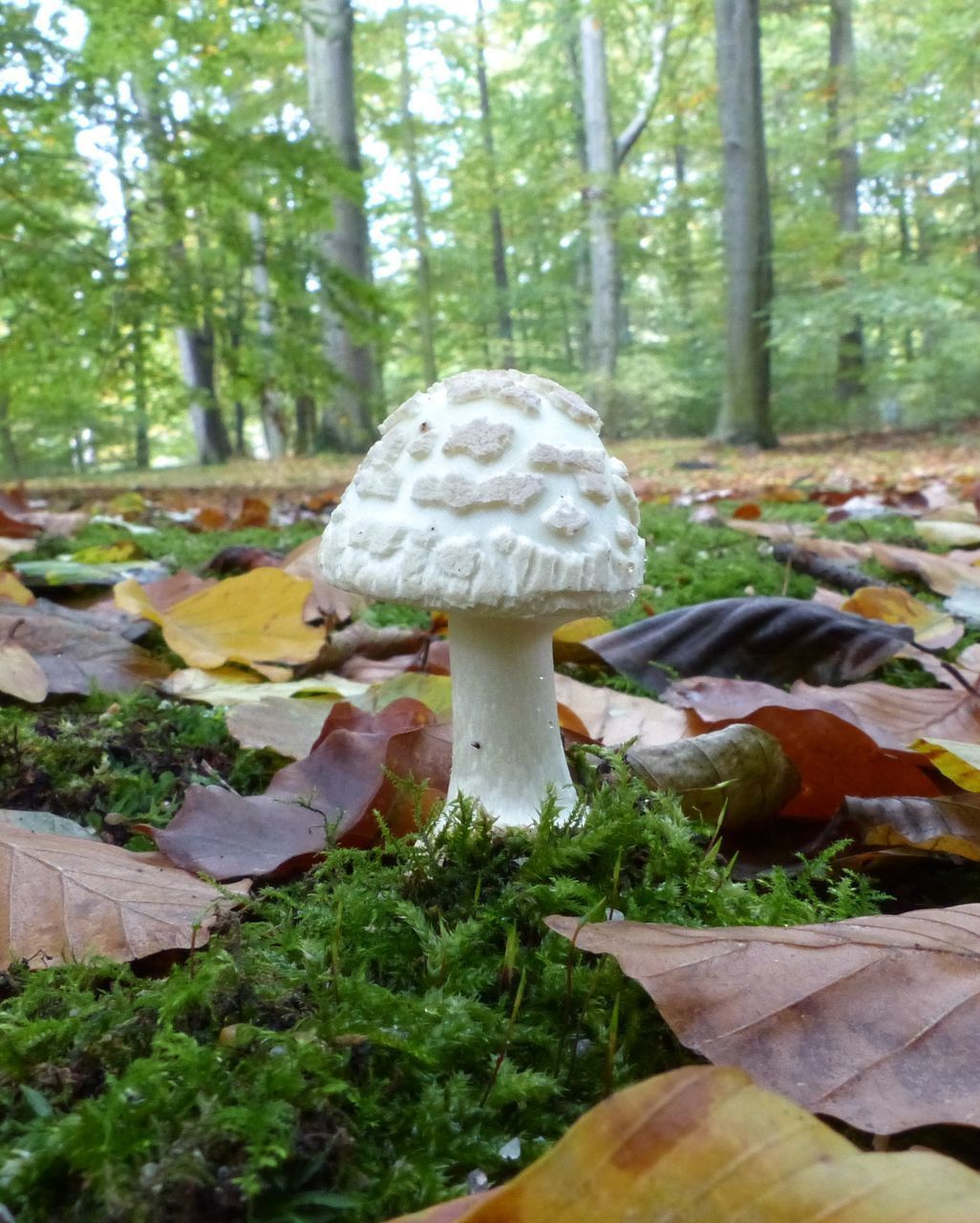 CLOSE-UP OF MUSHROOMS GROWING ON LAND