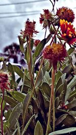 Close-up of flowers blooming outdoors