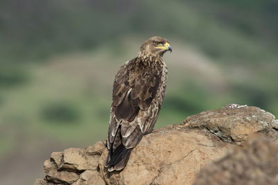 Close-up of eagle perching on rock